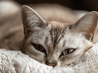 chat malade